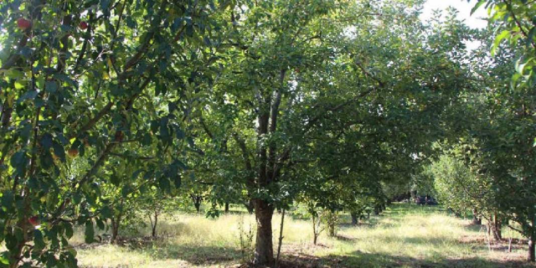 Bu sefer bereketli hasat yok: Zirai don vurdu, ağaçlar meyve vermedi! 3